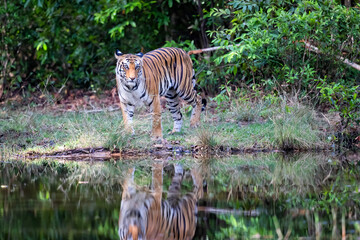 Fototapeta na wymiar Tiger walking on the shore of a small lake in Bandhavgarh National Park in India