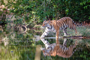 Fototapeta na wymiar Tiger walking in the water of a small lake in Bandhavgarh National Park in India