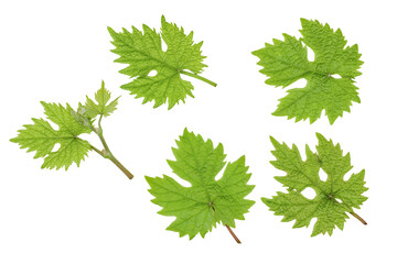 Green grape leaves isolated on white background