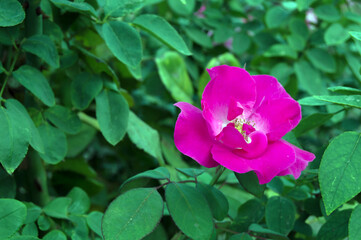 pink rose flower
