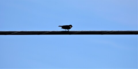 bird on a wire