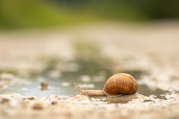 Schnecke