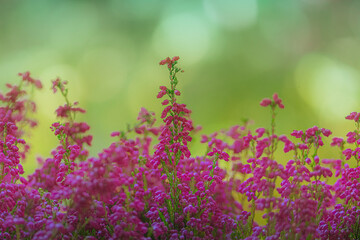 Heidekraut Erika Bokeh herbstlicher Hintergrund