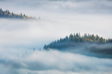 Fototapety  Koncepcja mglisty mglisty krajobraz z lasem jodłowym i żółtymi klonami, widok z lotu ptaka