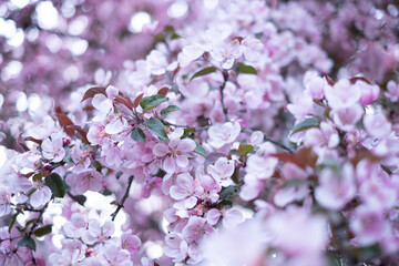 Beautiful pink blossoming background. Spring blooming branches. Natural scene. Paradise apple tree in nature bright daylight.  Spring feeling. Valentine's day or Mother's day theme.