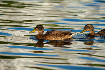 Young duck on golden reflection water lake nature birds wild life
