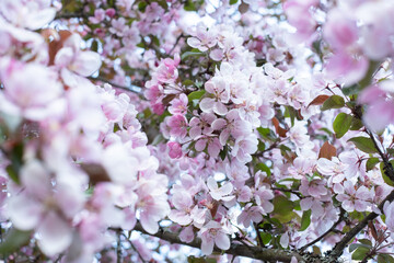 Beautiful pink blossoming background. Spring blooming branches. Natural scene. Paradise apple tree in nature bright daylight.  Spring feeling. Valentine's day or Mother's day theme.
