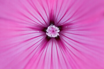 Fototapeta premium the inside of a pink flower