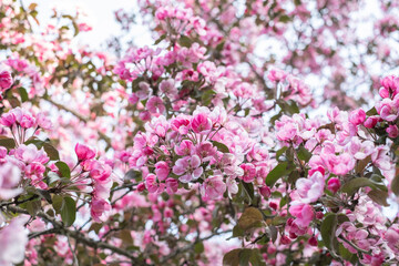 Obraz na płótnie Canvas Beautiful pink blossoming background. Spring blooming branches. Natural scene. Paradise apple tree in nature bright daylight. Spring feeling. Valentine's day or Mother's day theme.