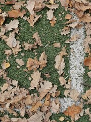 white painted strip of tennis field with a bunch of fallen yellow oak leaves