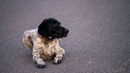 Dog Braque d'Auvergne, quietly lying in the middle of the asphalt road	