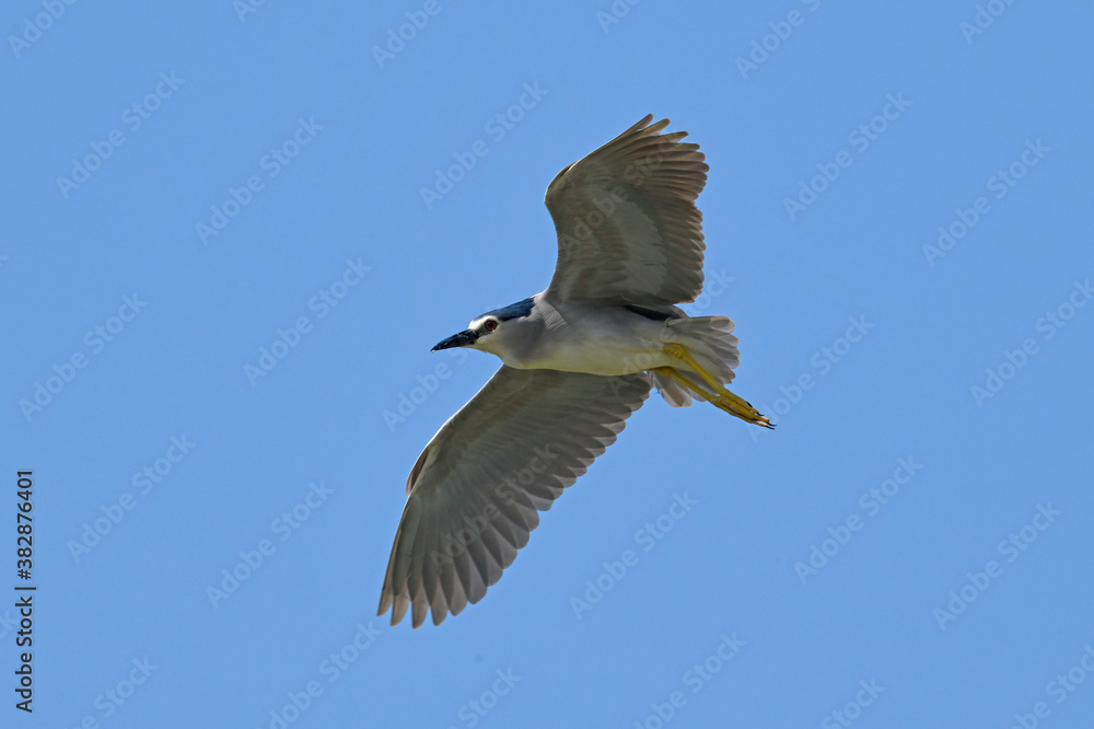 Poster Bihoreau gris / night heron / fliegender Nachtreiher (Nycticorax nycticorax) 