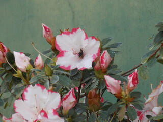 abeja tomando su polen
