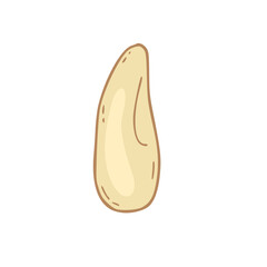 Vector nut illustration on isolated background. Pine nut icon. Hand drawn heathy snack .