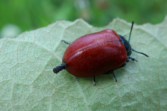 Red beetle (Melasoma populi) on a leaf

