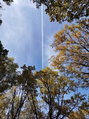 white stripe from the flight of the plane on the blue sky against the background of yellow autumn foliage