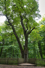 Obraz premium a huge oak tree, called brautigamseiche, translation: groom oak, in dodau forest near the German city Eutin