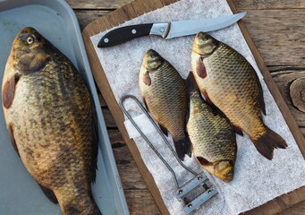 Freshly caught golden carp on a kitchen cutting board is ready to be scaled.Russian river fish.