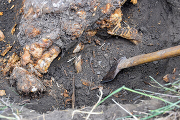 Uprooting old dry fruit tree in garden. Large pit with chopped off tree roots. Axe are main tool used in uprooting. Renovation of the old garden.  Close-up. Selective focus.