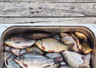 Freshly caught golden carp in a metal basin. Russian river fish.