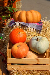 Orange pumpkins, autumn