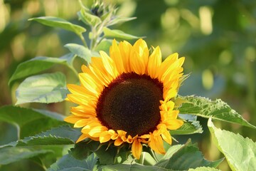 gelbe Blüte der Sonnenblume 