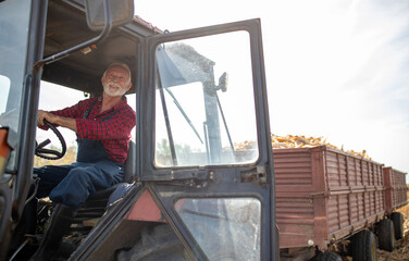 Senior farmer driving tractor with trailers after corn harvest