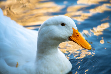 Rare white duck mutant on golden reflection water lake nature birds wild life