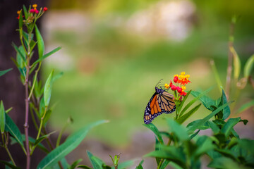 Monarch butterfly clinging to a bright orange flower with bokeh background - room for copy