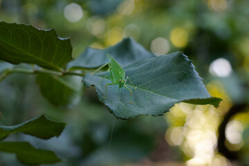 Grasshopper on a leaf