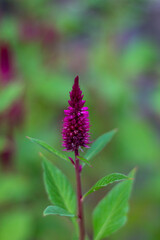 Purple flower