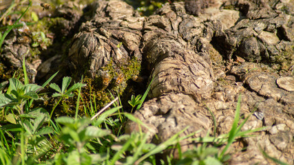 Fototapeta na wymiar Bees on the roots of a tree, in spring 