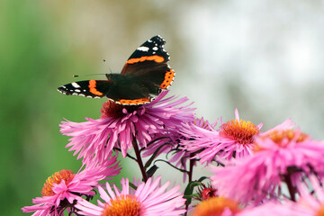 A butterfly on flowers. Purple aster. A flower of aster. Flower in garden. Autumn flowers