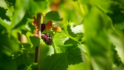 Close-up on the park's mulberry tree and its delicious berries in spring