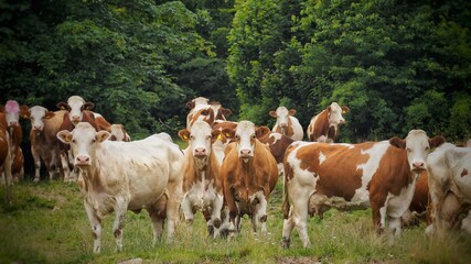 Fototapeta na wymiar Herd of cows staring to camera on the meadow.