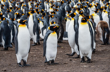 Obraz premium King Penguins at Falkland Islands