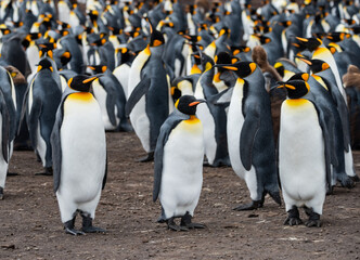 Obraz premium King Penguins at Falkland Islands