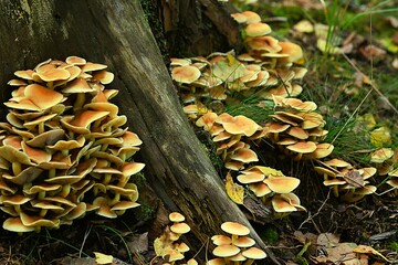 Porastające pień grzyby maślanki (hypholoma sp.), niekiedy nieszczęśliwie mylone z opieńkami © Lancan