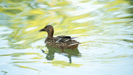 Young cane, swimming on water, with pretty yellow, green colored reflections	