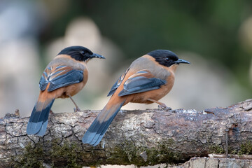Rufous Sibia pair photographed in Sattal, India