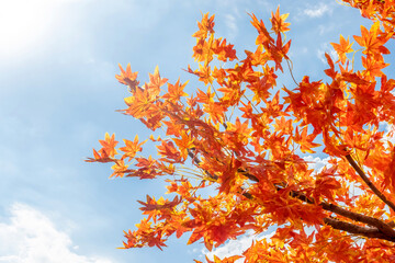 Colorful autumn orange maple leaves against blue sky