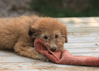 portrait of a whoodle