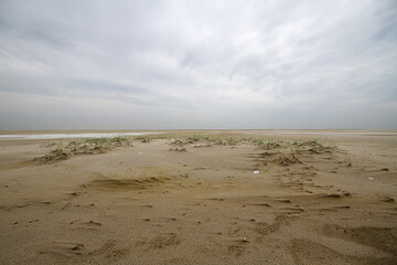 Dune forming on a stormy beach: Sand couch grass catches sand and forms embryonic dunes under a dark, threatening sky