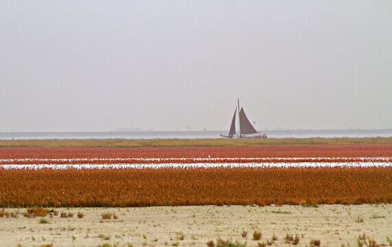 Saltmarsh on the coast of the Dutch island Schiermonnikoog in autumn, a field of salt tolerant vegetation, mainly Herbaceous seepweed and Glasswort, coloring red. In the distance a sailing ship.
