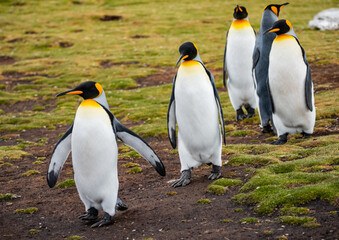 Fototapeta premium King Penguins at Falkland Islands