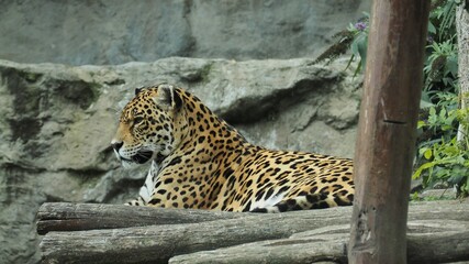The spotted leopard (Panthera pardus) sits and rests © mbrandajsky