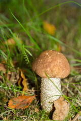 White mushroom in the forest grows on the grass