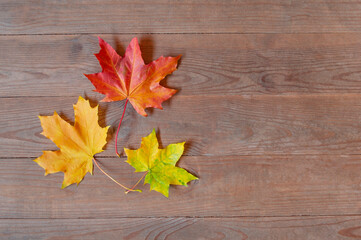 Autumn yellow and orange leaves on wooden background. fall wooden background with copy space