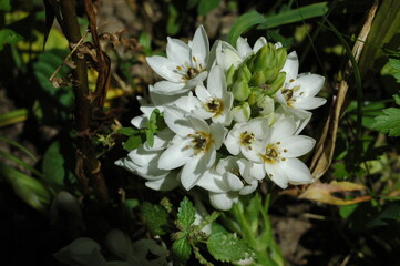 Preciosa flor blanca