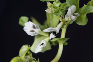 Broad bean flower, Vicia faba